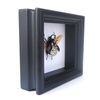 Real Steampunk Rhino Beetle Insect Taxidermy Display Shadow Box