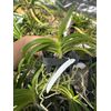 Vanda Indian Incense , Dark Vanda Orchid Fragrant