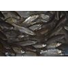 Golden Shiner Minnows (1 Pound, 2.25 INCH)