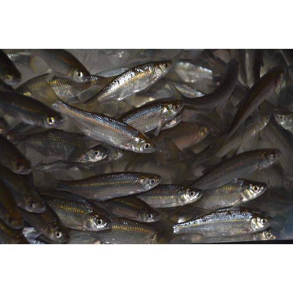 Golden Shiner Minnows (1 Pound, 2.25 INCH)
