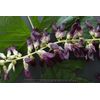 energy supplements - MUCUNA PRURIENS EXTRACT - Concentration pills 2 Bottles