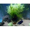 100+ STEMS ELODEA CANADENSIS WATER PLANTS 1+ POUND AQUERIUM CRAYFISH TURTLE KOI