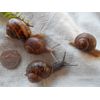 THREE ( 3 ) Medium size ( Nickel )  LIVE HELIX ASPERSA PET LAND SNAILS