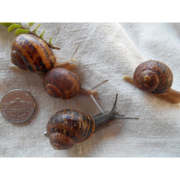 THREE ( 3 ) Medium size ( Nickel )  LIVE HELIX ASPERSA PET LAND SNAILS