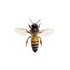 Brainstorm Toys Outdoor Adventure, Bug Viewer for 6 years +