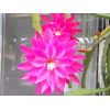 EPIPHYLLUM ORCHID CACTUS             UNFORGETTALE