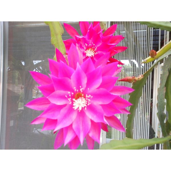 EPIPHYLLUM ORCHID CACTUS             UNFORGETTALE