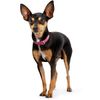 Hunter Dog Collar Nappa Leather Diamond Petit