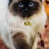 4 Extra Loud Cat & Dog Bells | Pet Tracker | Save Birds & Wildlife