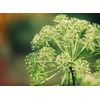 menopause relief - Women’s Support Complex 1256mg 3B - sage plant
