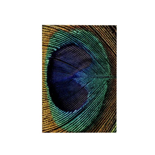 3dRose 15x22 Hand Towel - Natural Pattern in Male Peacock Feathers - NA02 AJE0236 - Adam Jones Natural Patterns