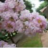 15 Baby Pink Crape Myrtle CUTTINGS for Rooting/Propag