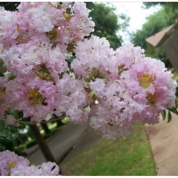 15 Baby Pink Crape Myrtle CUTTINGS for Rooting/Propag