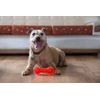 Gor Pets Flex Squeaky Dumbbell Dog Chew Toy Durable 15.5 cm , Assorted colour