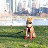 RC Pets Step in Cirque Harness for Dogs | Small, Maze