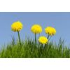 diuretics for water retention - DANDELION ROOT 520MG - digestion supplements 1B