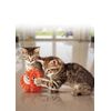 KONG Softies Patchwork Bear Cat Toy (Assorted Designs)