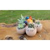 succulent planter, chicken/bird planter,  air plant planters