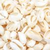 100 Pcs Natural Spiral Oval Seashells: Beach Sea Shells for Crafts)