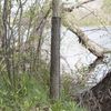Tree Guards | Mesh Tree Bark Protector | Tree Deer Protection | Tree Trunk Protectors | 48" Tall x 4" Diameter (5 Pack)