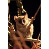 Madagaskar - Ein geheimnisvolles Wunder der Natur [Blu-ray]