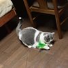 CattyMan Jare-Cat Suction Cup Jumping