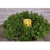 Faux Boxwood 6.5" Candle Ring - WHD Floral