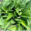 PURE Comfrey POULTICE, 9.5 fl oz ORGANIC Boneknitter Allantoin Plaster Knitbone