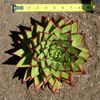 Echeveria Agavoides Lipstick - 8" Succulent