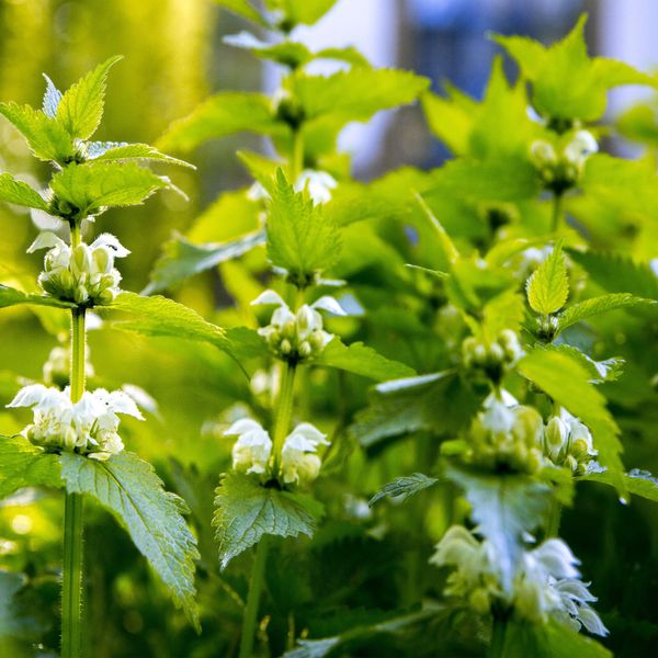 Outsidepride 10000 Seeds Perennial Urtica Dioica Stinging Nettle Herb Garden Seeds for Planting