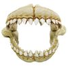 CROCI Shark Teeth, Large