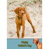 Vizsla Dog Mothers Day Card