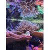Seachem Reef Zooplankton 500 ml