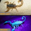 Super Bright LED UV Headlamp Head Torch Violet/White Light Headlight