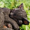Vivid Arts - Sleeping Cat Black - XRL-ZC37-D