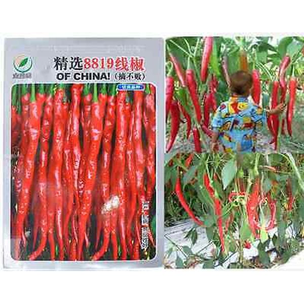 RED CAYENNE PEPPER SEEDS  LONG THIN health HERB HOT SPICY Vegetable Seeds