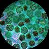 AmScope 40X-1000X Portable Student Compound LED Microscope + 25 Prepared Slides