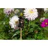 Potty Feet Butterfly and Cane Companion Bundle Set