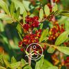 Organic Essential Oil Mastics 2g (2.35ml)