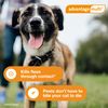 Advantage Multi Topical Solution for Dogs 1 Dose, 55.1-88 lbs (Blue)