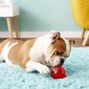 KONG Squeezz Ball Dog Toy - Assorted Medium (2.5" Diameter) - Pack of 3