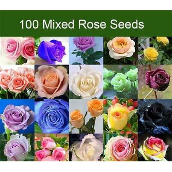 500x Rose Seeds Multi Coloured Rose Flower Seeds Home Garden Plant,Rose Seeds