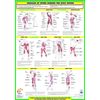 Golf Training Chart Series (A3 Laminated, Golf Swing Anatomy Chart)