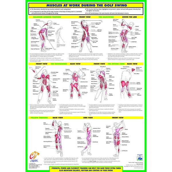 Golf Training Chart Series (A3 Laminated, Golf Swing Anatomy Chart)