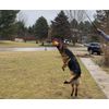 Collapsible Dog Flirt Pole with Three Squeaky Toys - Ultimate Playtime Set
