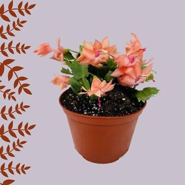 Orange Christmas Cactus 6" Pot Houseplant Zygocactus Indoor Schlumbergera