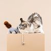 Fringe Studio "ONE TUFF NUT Teaser Cat Toy, PetShop Collection (717001)