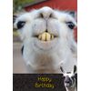 Llama Birthday Card