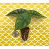 Alocasia 'Dragon Scale' starter plant