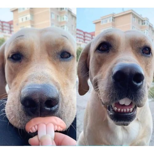 DPWOUM 1Pc White Fake Teeth Fake Teeth for Dogs,Dog Toys,Funny Dog Teeth Braces, Dog Christmas Costume Suitable Dog Chew Toys Pet Supplies